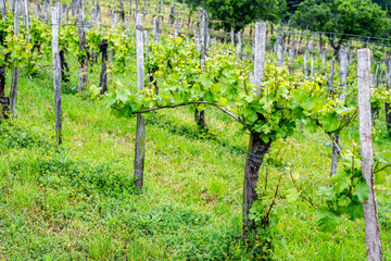 Rows of vine grape in vineyards in spring