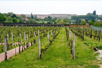 Rows of vine grape in vineyards in spring