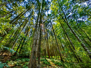 Fototapeta premium forest in the morning