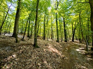 Obraz premium footpath in the forest
