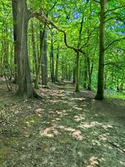 path in the forest