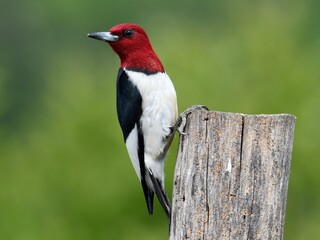 Red headed woodpecker clutching tree with talons