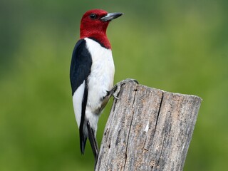 Red headed woodpecker clutching tree