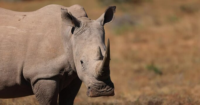 White rhinos walk in the savannah