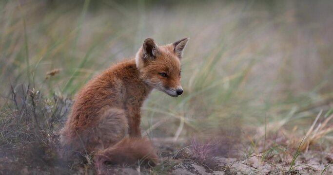 A young red fox is resting in the plain