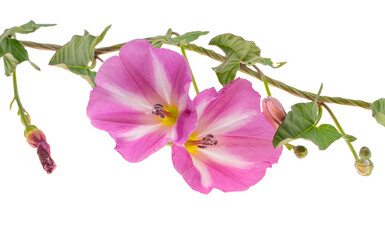 Obraz premium pink bindweed isolated