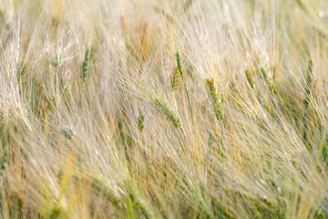 wheat in the field on a sunny day