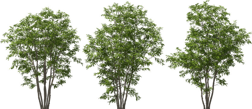 julian hackberry tree plants hq arch viz cutout