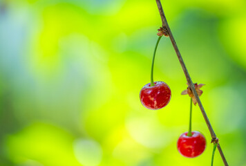 cherry berries on a tree close-up