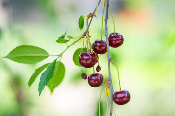 cherry berries on a tree close-up