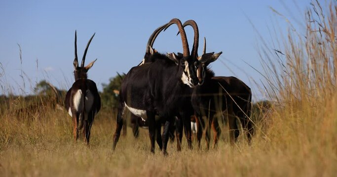 Sand sables eat grass in the savannah