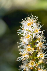  Laurierkers, Prunus laurocerasus, white flower