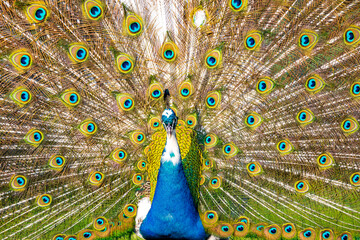 peacock with feathers