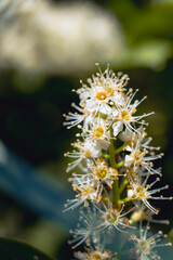  Laurierkers, Prunus laurocerasus, white flower