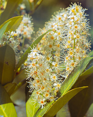  Laurierkers, Prunus laurocerasus
