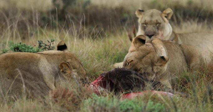 Lions eat a wildebeest in the savannah
