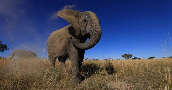 An elephant throws itself from the ground in the savannah