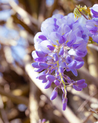wisteria flower