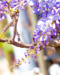 wisteria flower