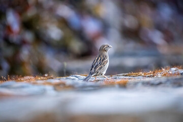 sparrow on a branch