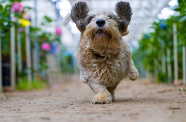 yorkshire terrier puppy running