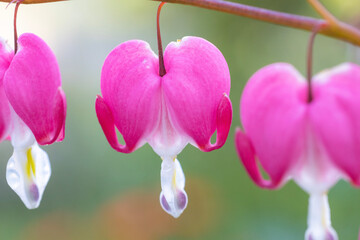 pink flower lamprocapnosspectabilis