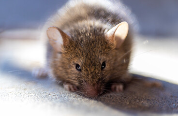mouse