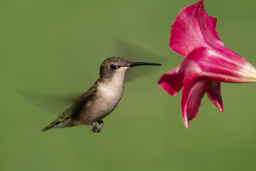 Ruby-throated Hummingbird showing Wing Motion (Female)