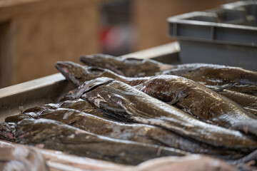 saber fish in the market
