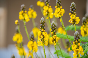 Senna flowers
