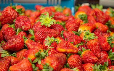 fruits in the Funchal market