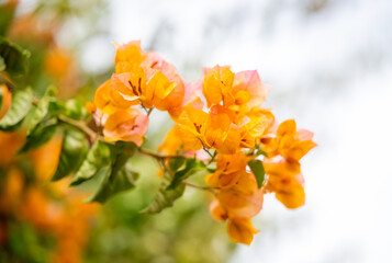 beautiful blooming bougainvillea