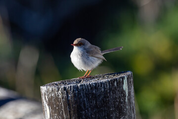 A close up photo of a variegated fairy-wren female bird standing on a stump