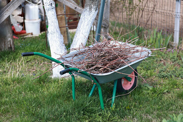 Metal wheelbarrow in the summer garden. - obrazy, fototapety, plakaty
