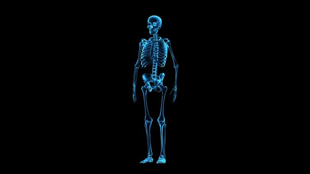 Rotating human skeleton. Holographic skeleton image.  Full shot. Repeatable 3D rendered video.