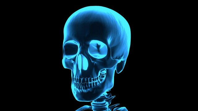 Rotating human skeleton. Holographic skeleton image.  Repeatable 3D rendered video.