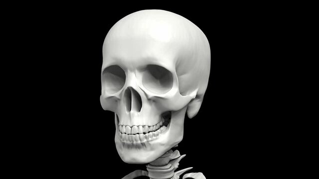 Rotating human skeleton. Repeatable 3D rendered video.
