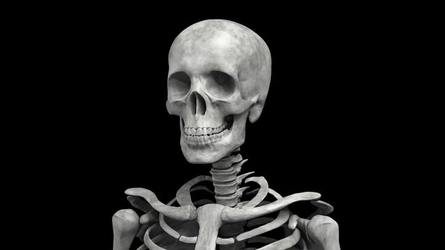 Rotating human skeleton. Medium close up shot. Repeatable 3D rendered video.
