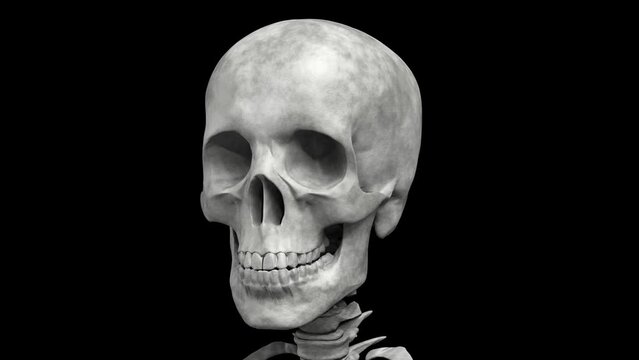 Rotating human skeleton. Repeatable 3D rendered video.