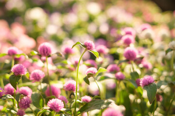 暑さに強く丈夫なセンニチコウ。真夏でも花が休むことなく開花する。花ことばは不朽、色褪せぬ恋