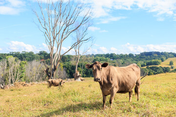 オーストラリアの牧場にいる牛