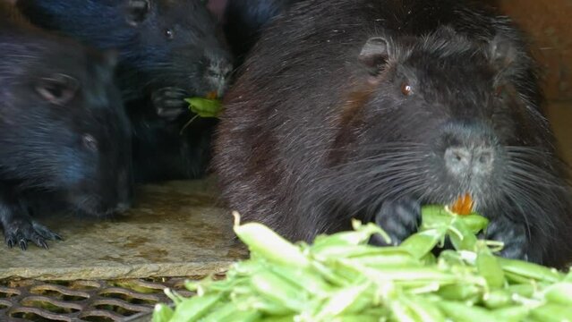 Nutria or otter eats pea pods. Feeding from the hands of nutria and her children. Large rats eat greens.