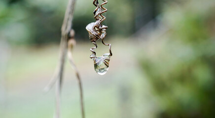Gota de agua dadora de vida en las monta√±as del bosque nuboso de la amazonia peruana donde cada √°rbol recolecta el agua de las nubes y forman arroyos que legan al rio Amazona © vickytretrop