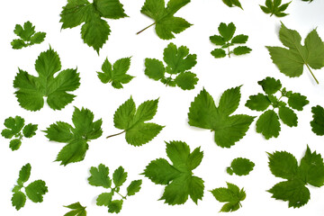 Texture pattern created on a white background from green leaves.