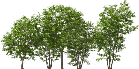 julian hackberry tree group plants hq arch viz cutout