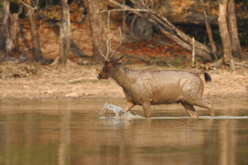 Sambar deer in a beautiful lake