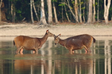 Naklejka na ściany i meble Sambar deer in a beautiful lake