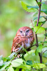 Glaucidium passerinum in nature