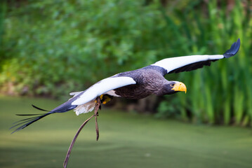 Eastern eagle in nature