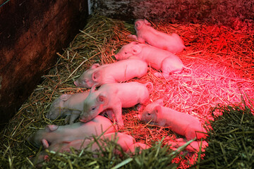Little piglets on a farm under a red lamp © pobaralia